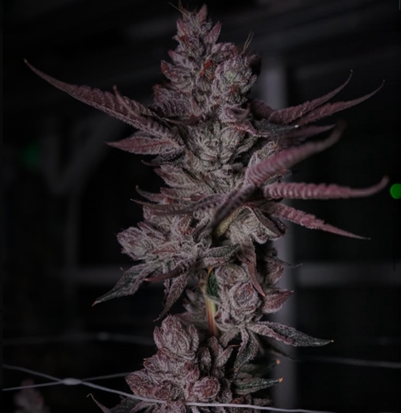 Federally Section Image